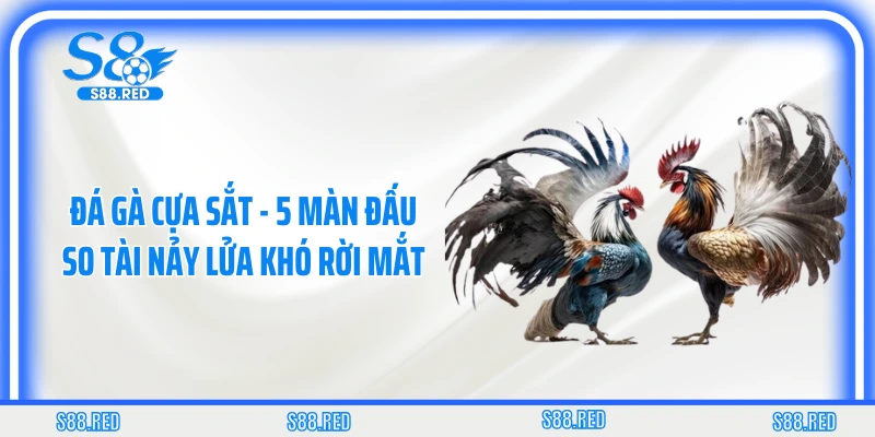Đá Gà Cựa Sắt - 5 Màn Đấu So Tài Nảy Lửa Khó Rời Mắt