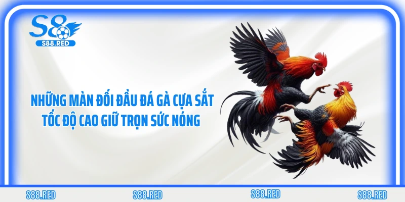 Những màn đối đầu đá gà cựa sắt tốc độ cao giữ trọn sức nóng